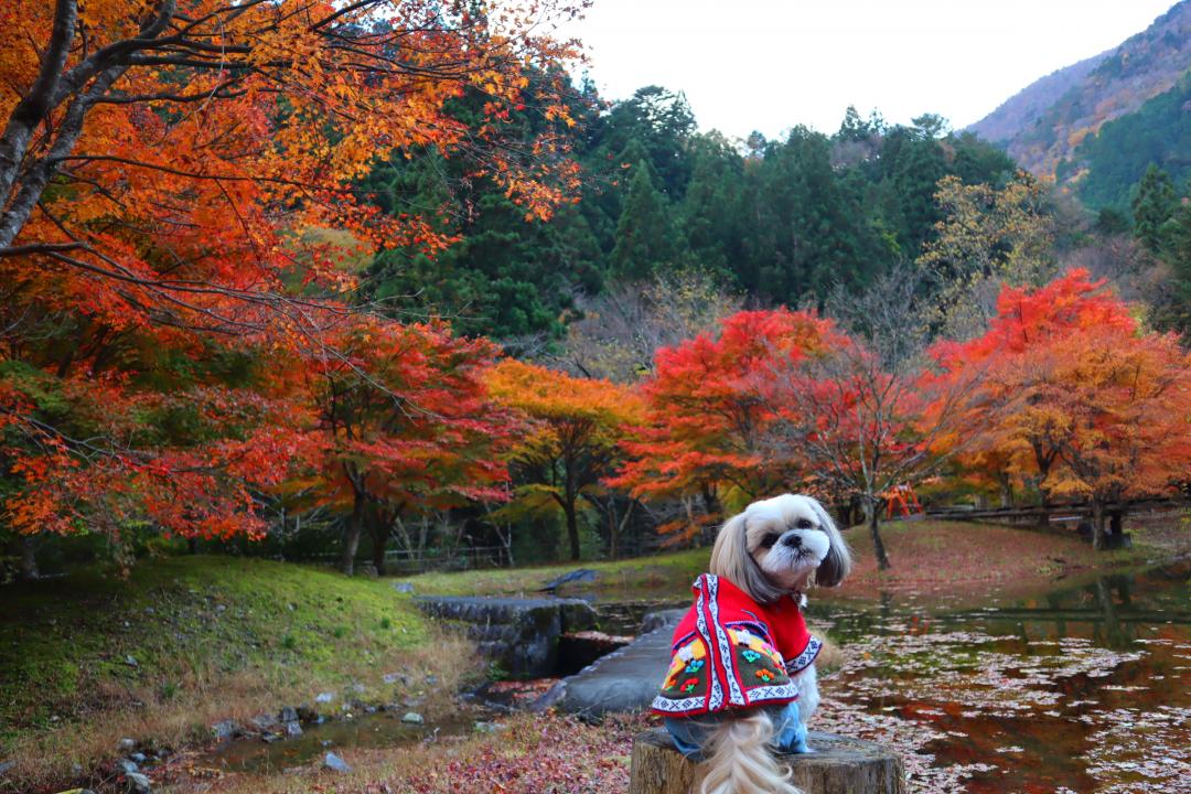 美しい紅葉