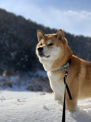 このまま雪山に住まない？