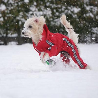 犬は喜び庭駆け回る♪...