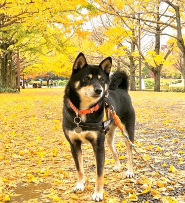 銀杏の絨毯