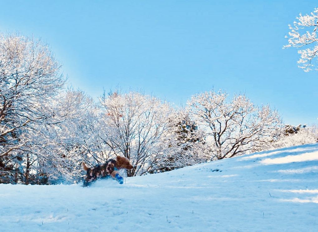 雪原