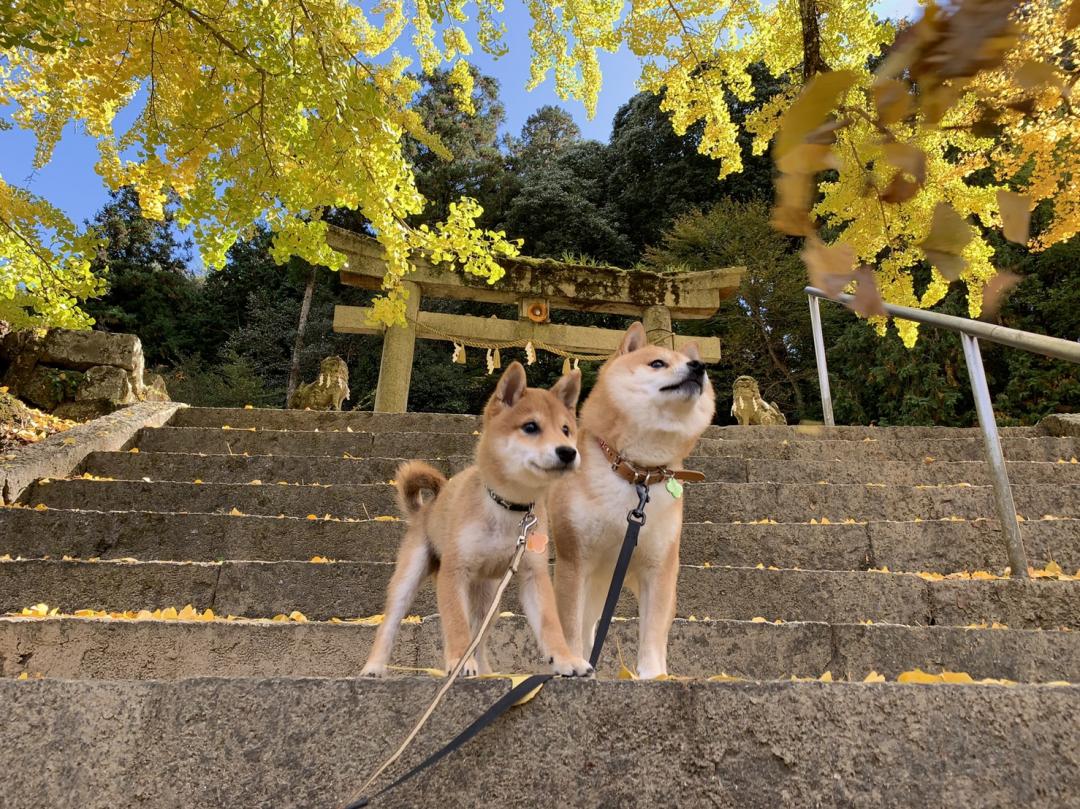 銀杏と親子