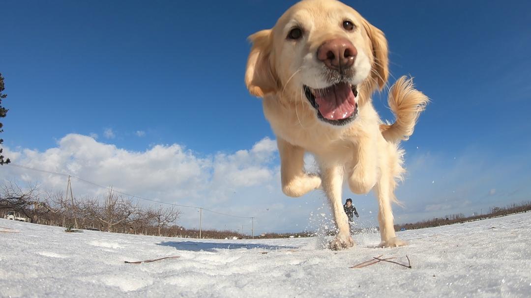 Gopro取っちゃうよ はるかさんの投稿写真 犬 愛犬フォトコンテスト イヌトミィ