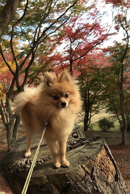 もみじまつり