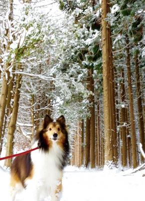雪の森のお散歩！楽しいね！