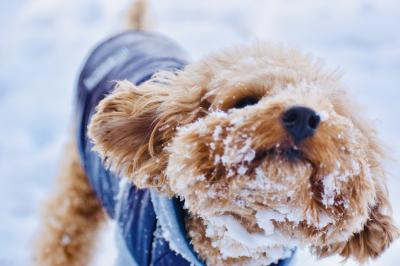 雪あそび