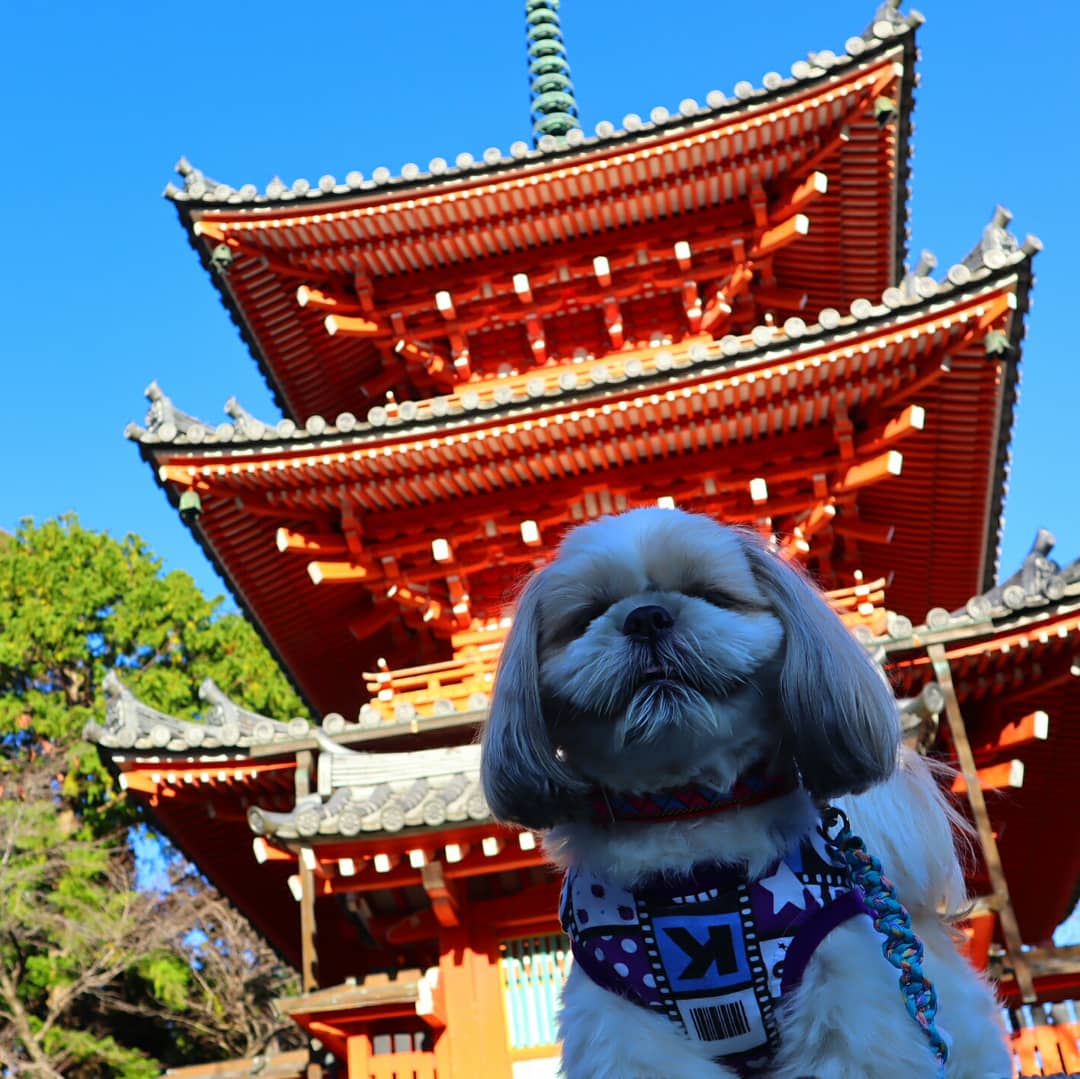 三重塔と青空散歩