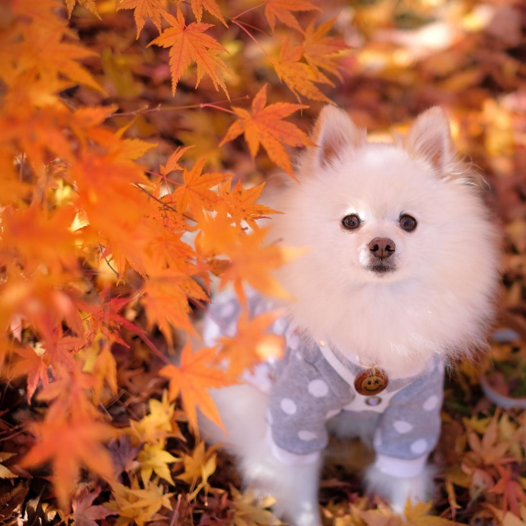 真っ赤な紅葉