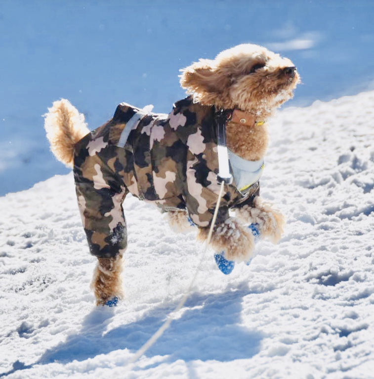 初雪遊び