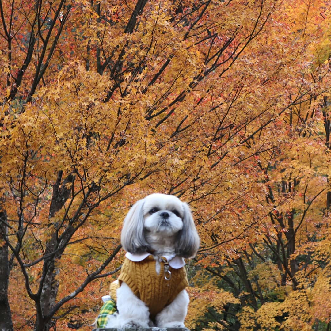 日本の美しい紅葉