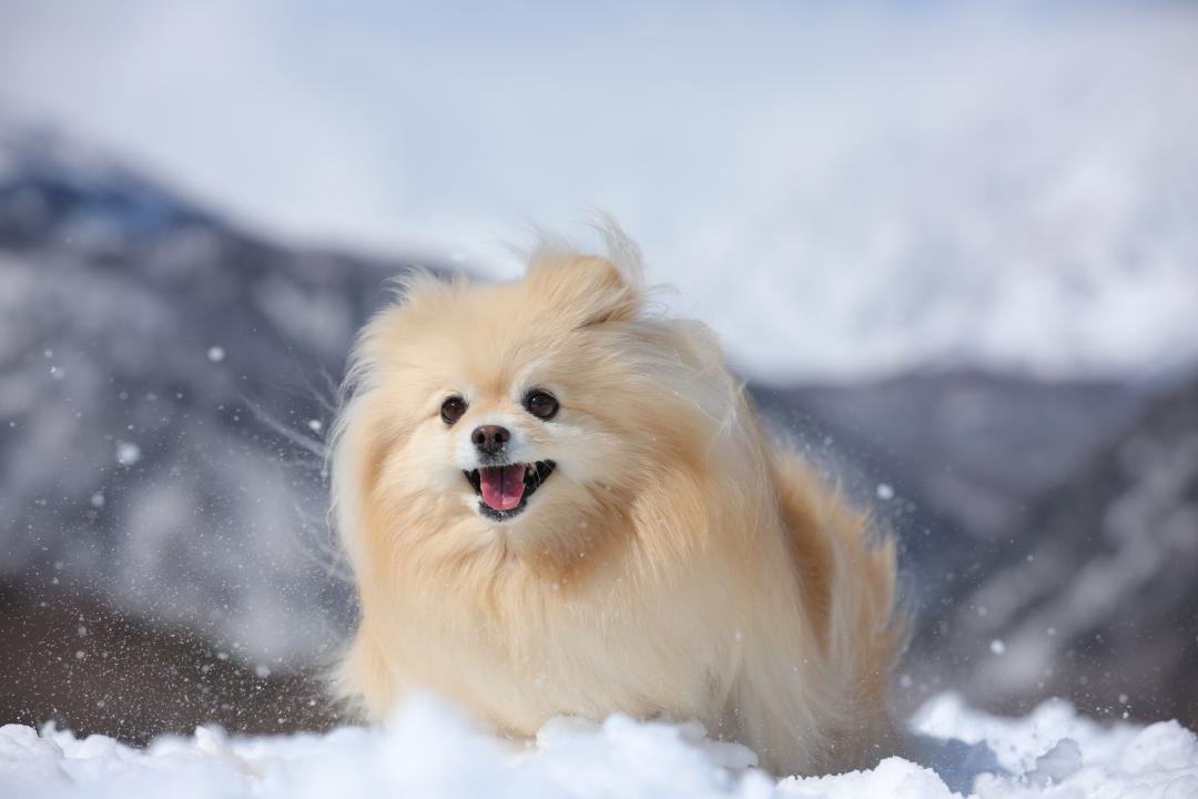 雪の中を駆け抜けるよ