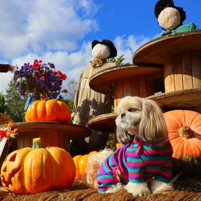 馬飼野牧場のハロウィン