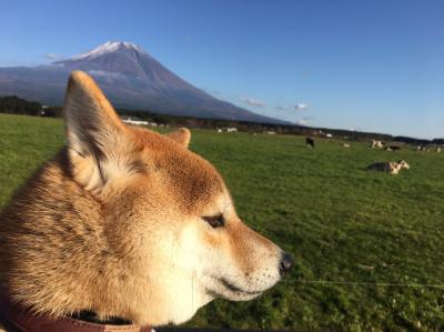 牛&富士山コラボ