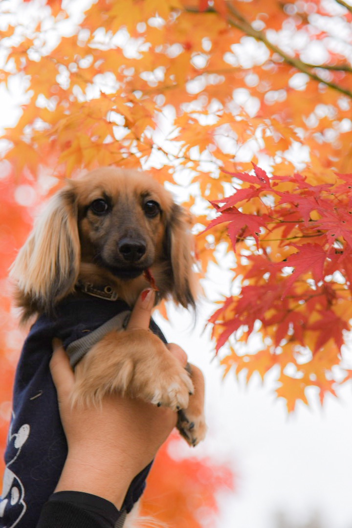 紅葉とのん太