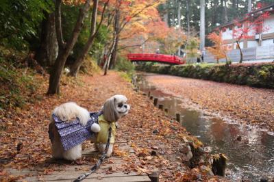 小國神社の紅葉