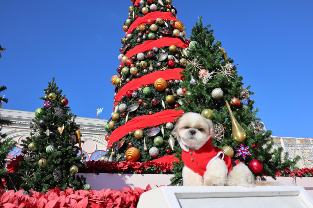 クリスマスツリーと冬空