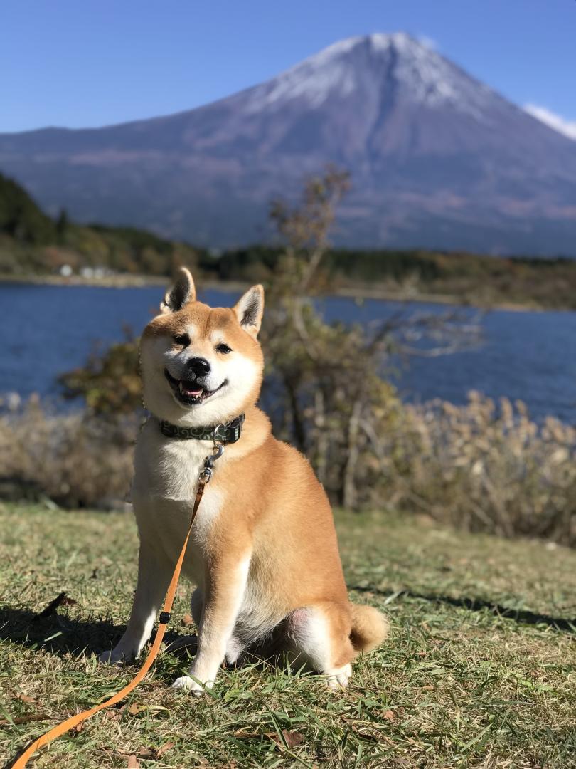 富士山大好き