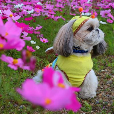 秋桜畑の成りきり蜜蜂コスチューム