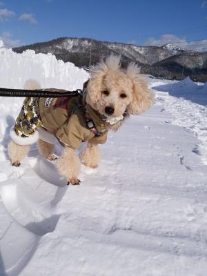 初雪