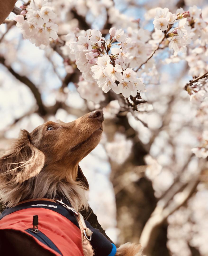 桜を感じて。。