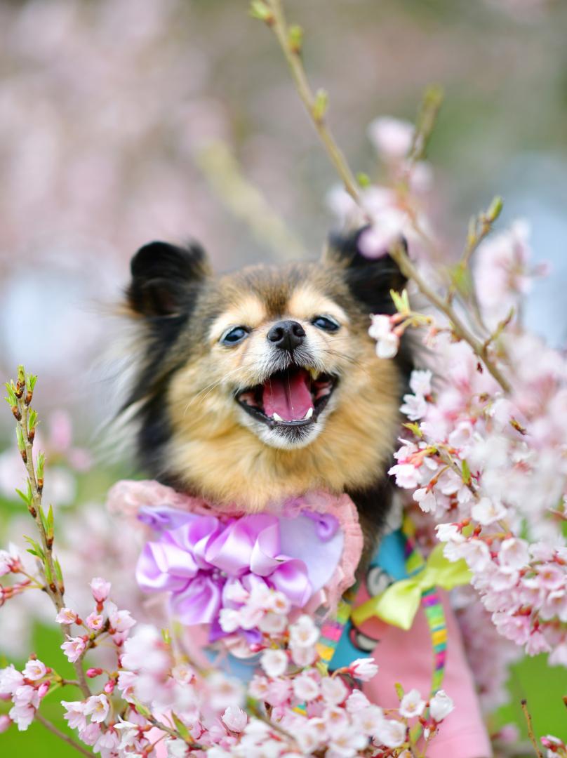 嬉し楽しい桜の季節