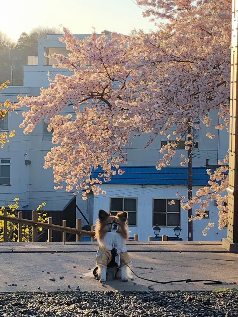 我が家の殿♡