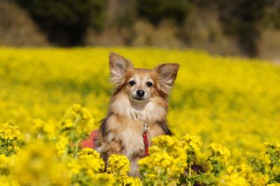 菜の花に囲まれて