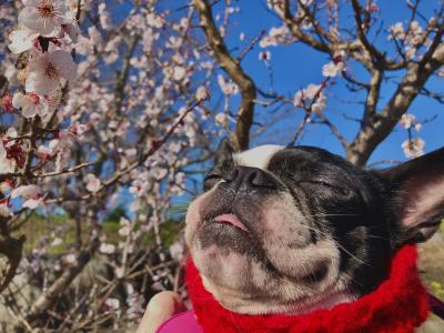 梅の花きれいだなぁ。♪