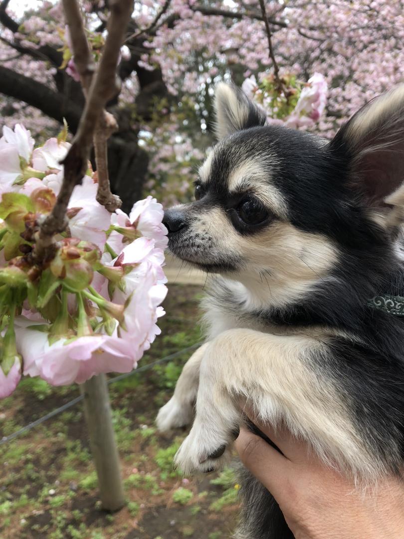 春の香り