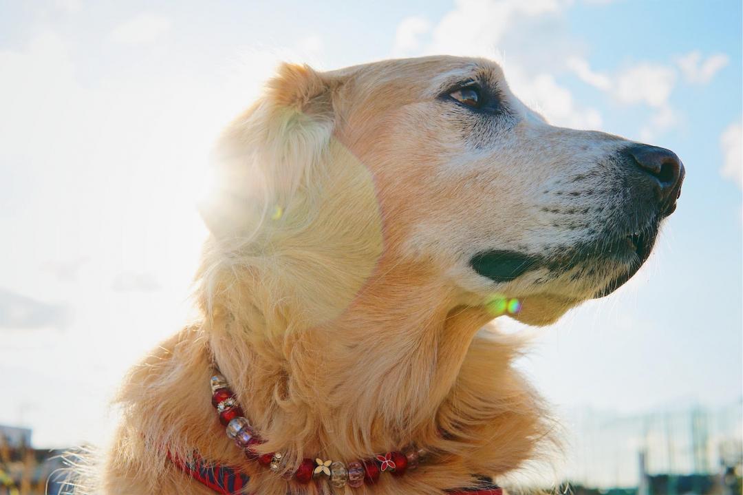 The King of Golden Retriever     -ゴールデンレトリバーの王様-