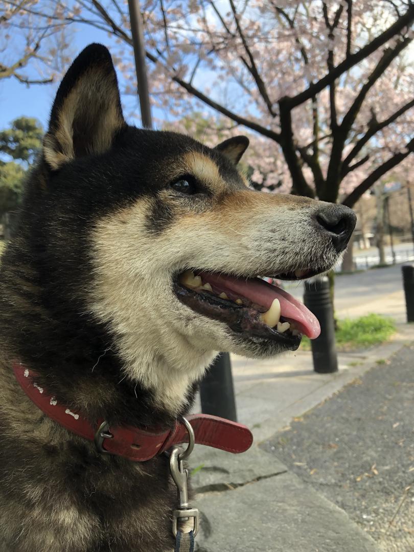 お花見