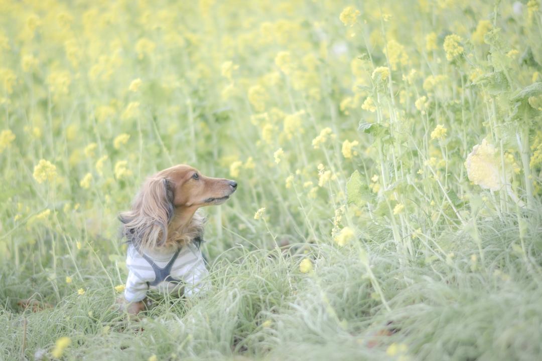 yellow and green