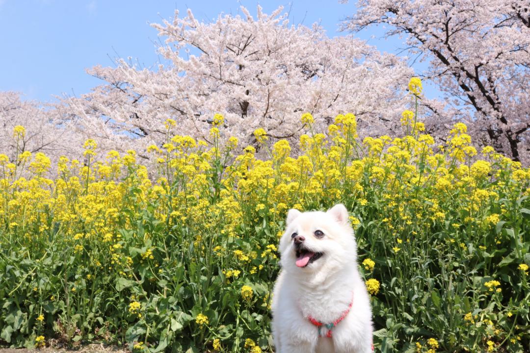 こまつなと菜の花と桜