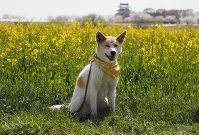 花見日和~~♪