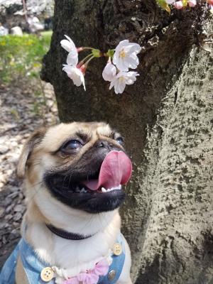 春見つけた♪