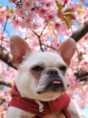 桜とワタシ