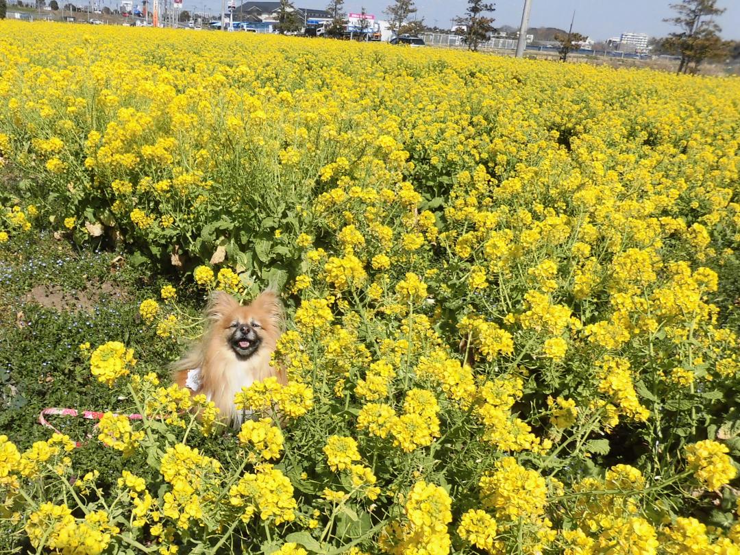 菜の花に囲まれて