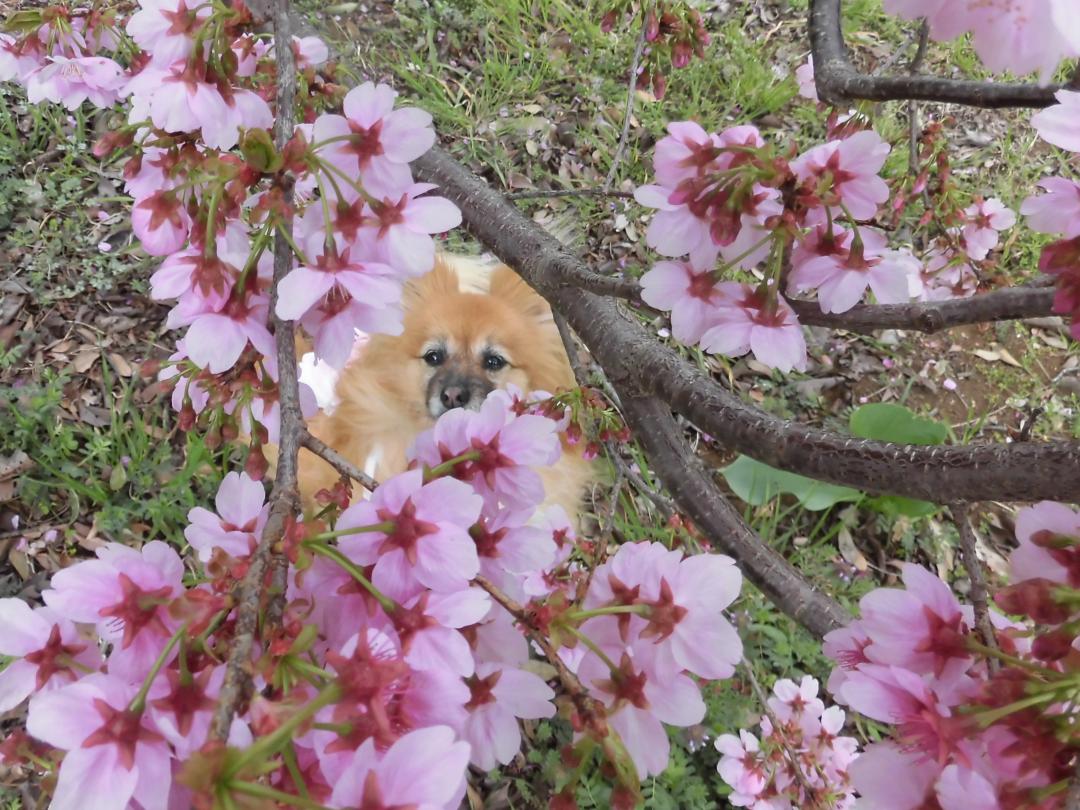 桜を見上げて