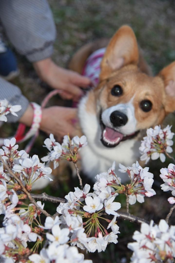 桜って美味しい⁉️