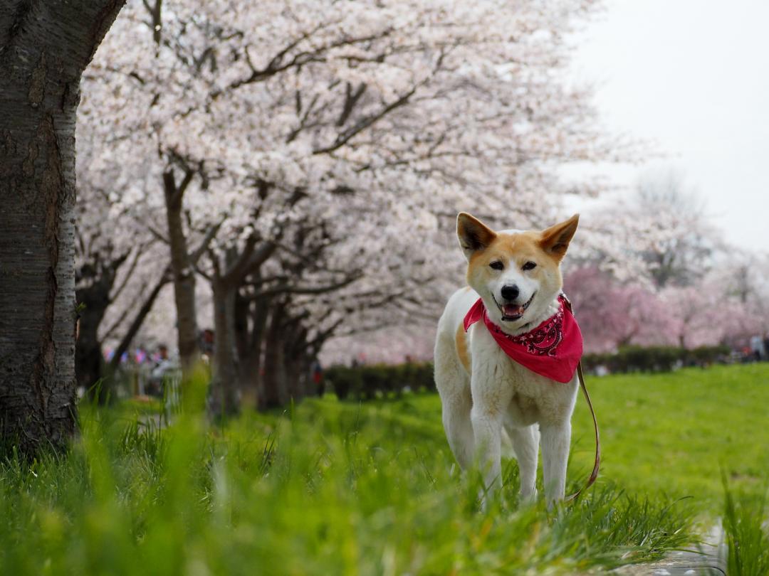 花見日和~~♪