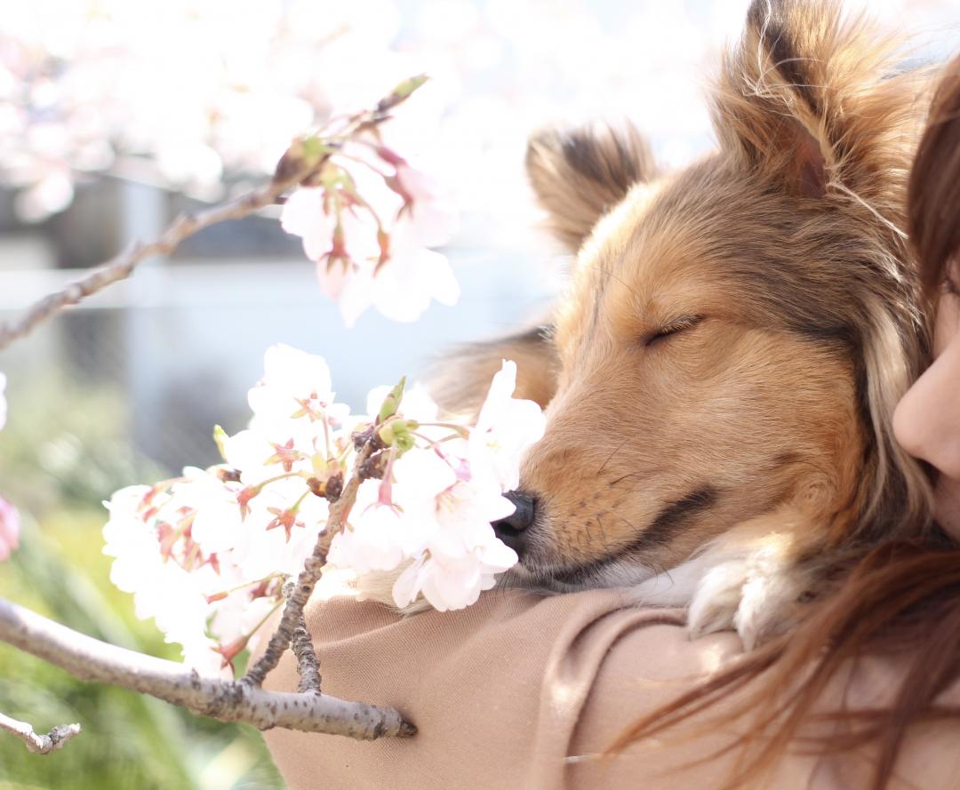 春の香り