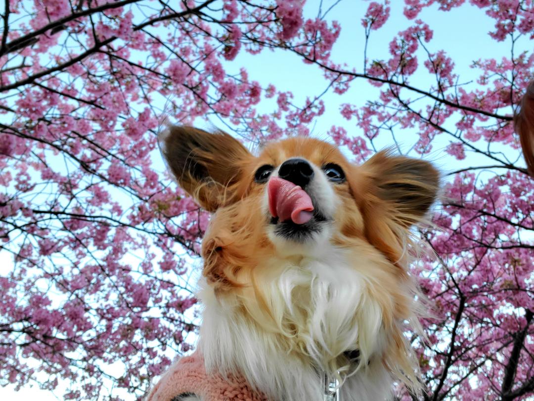 花よりウマウマ