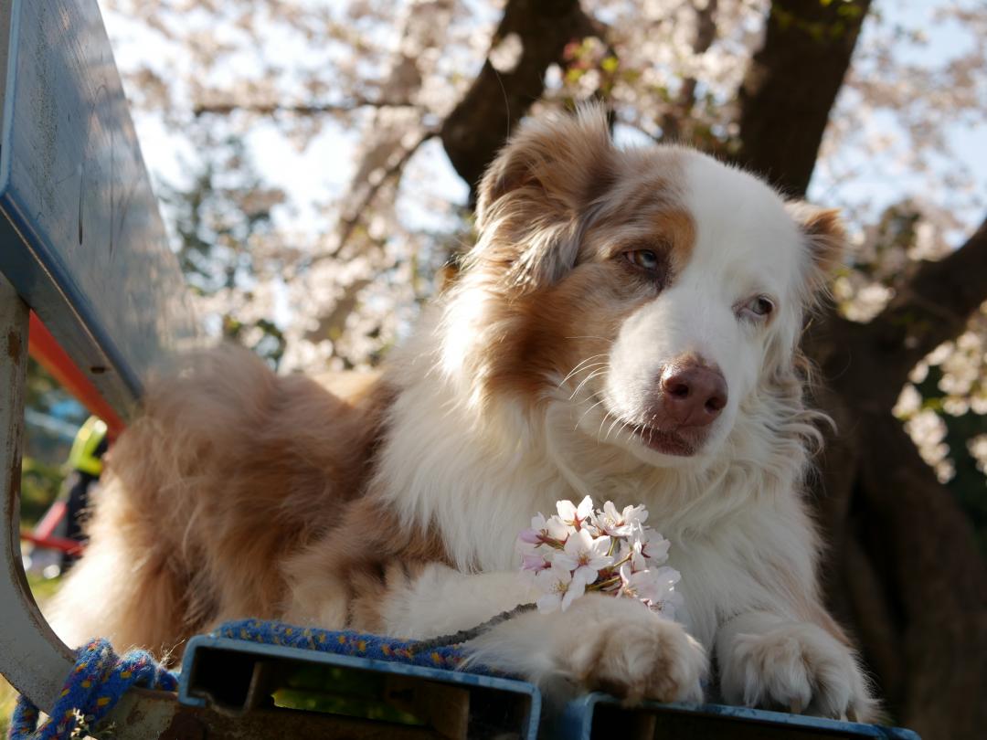 桜日和のお散歩