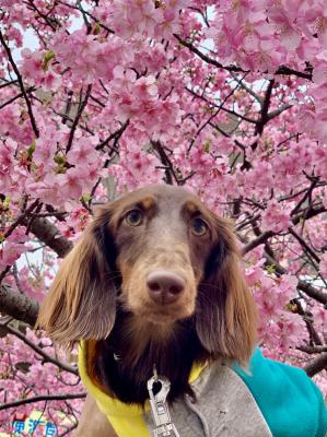 河津桜と愛犬