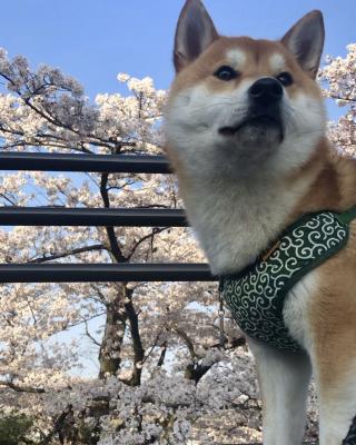 桜！