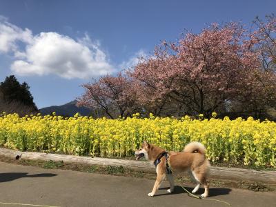 ぷんちゃんと過ごす２回目の春