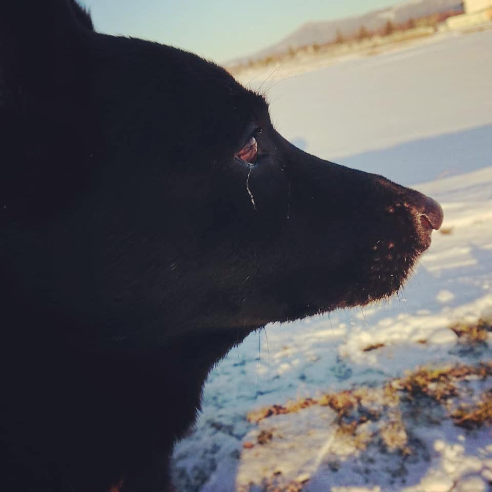 初めての雪散歩