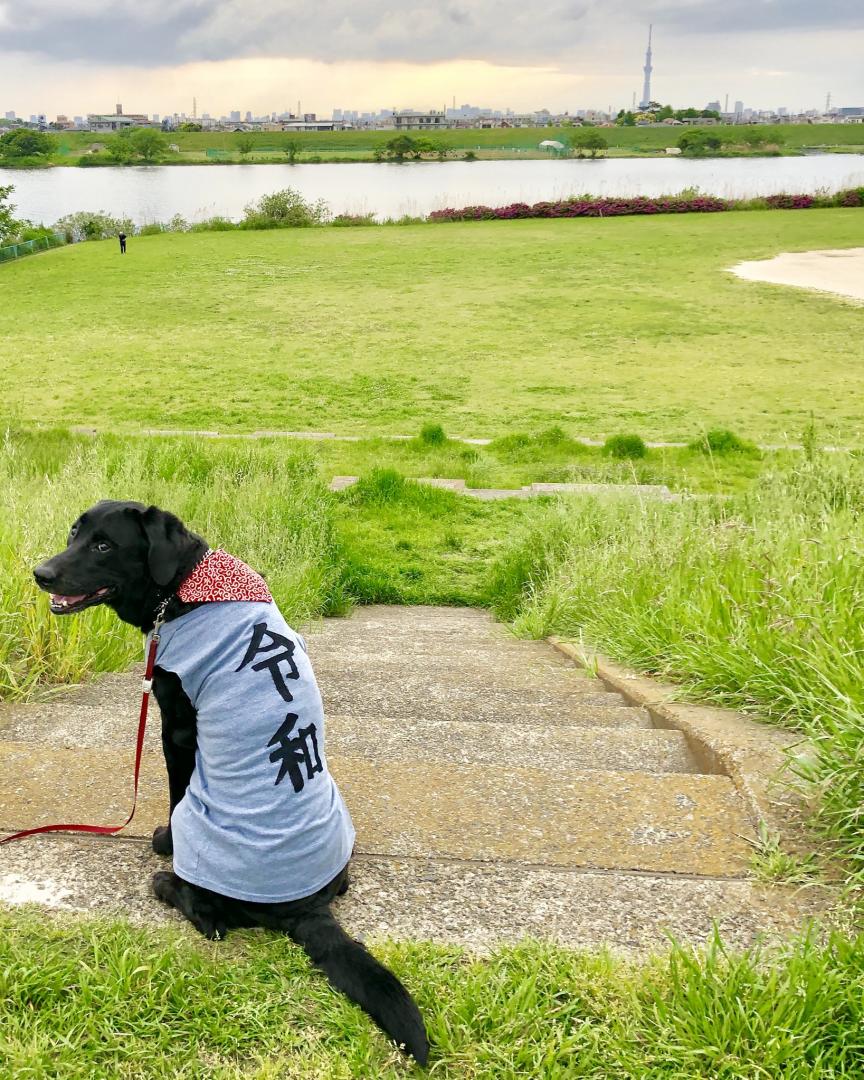 令和だワン