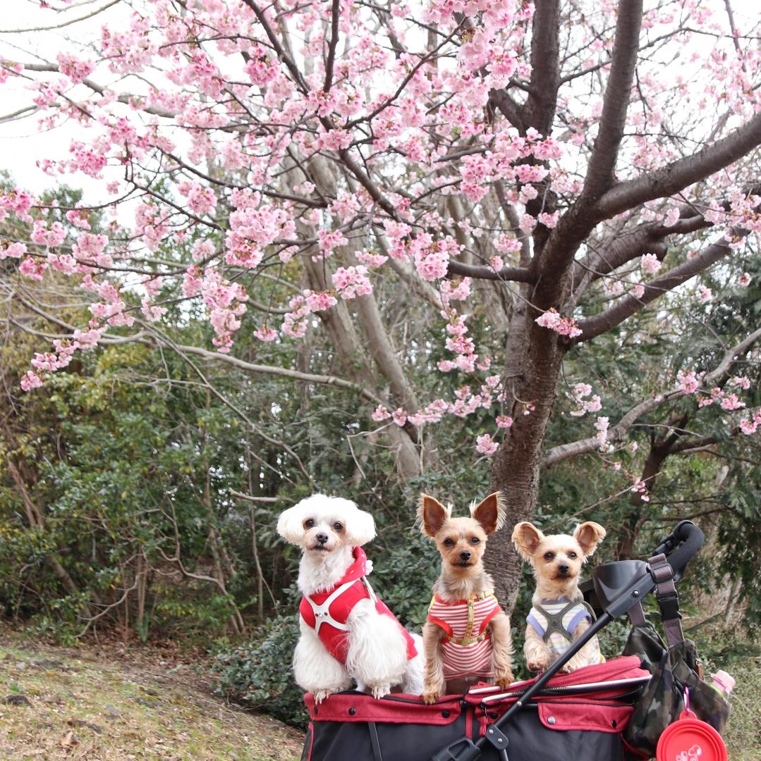 伊豆高原大寒桜