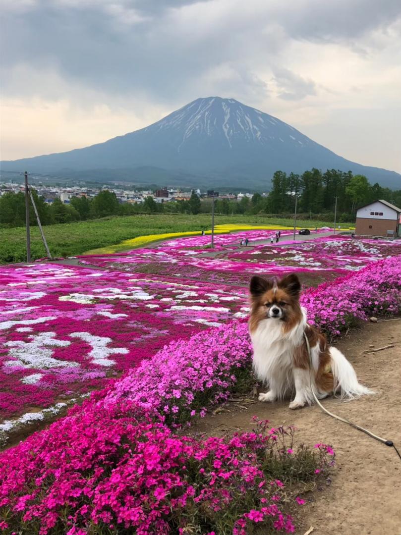 羊蹄山と芝桜と琥珀